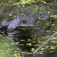 An INSECT, BIRD, AMPHIBIAN & MAMMAL on CREATIVE ARTS THURSDAY FRIDAY