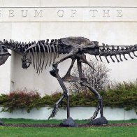 Why Does the U.S. Army Own So Many Fossils?