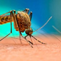 750 million genetically engineered mosquitoes approved for release in Florida Keys 