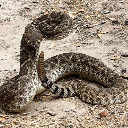 Texas Rattler