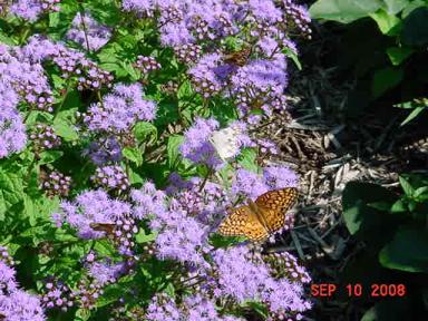 Butterfly and Moth on Mistflower.JPG