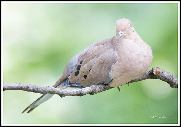 mourningdoveinaquietreposeagurmankin.jpg