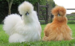 silkiechickens30013.jpg