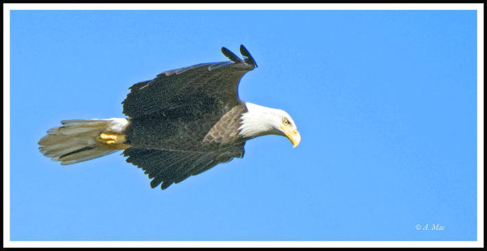 eagle_AGU5942_edited1sm.jpg