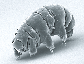 SEM_image_of_Milnesium_tardigradum_in_active_state__journal.pone.0045682.g0012.png