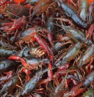 crawdads.jpg