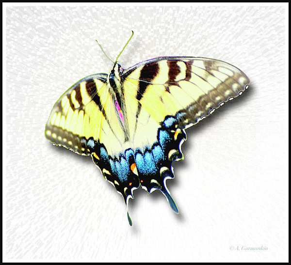 3swallowtailbutterflyagurmankin.jpg