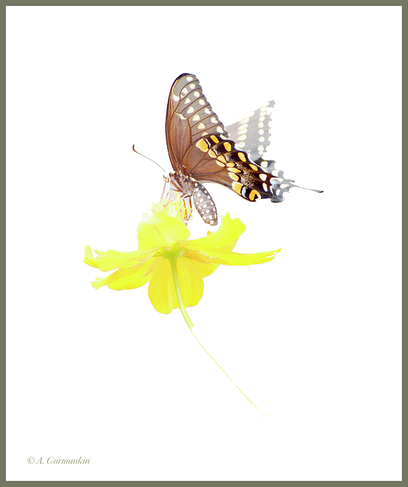 2swallowtailbutterflyoncosmosfloweragurmankin.jpg