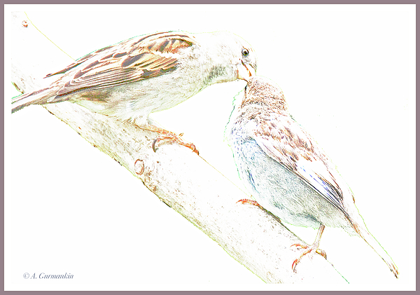 1sparrowmotherfeedsjuvenileagurmankin.jpg