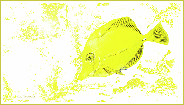 1surgeonfishyellowtangdigitalartagurmankin.jpg