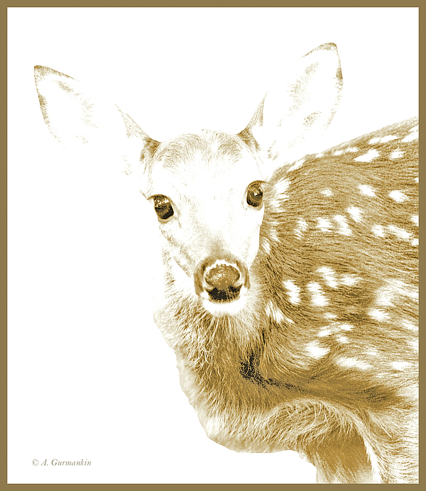 4whitetaileddeerfawnanimalportraitagurmankin.jpg