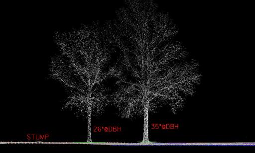 Tree Sizes.jpg
