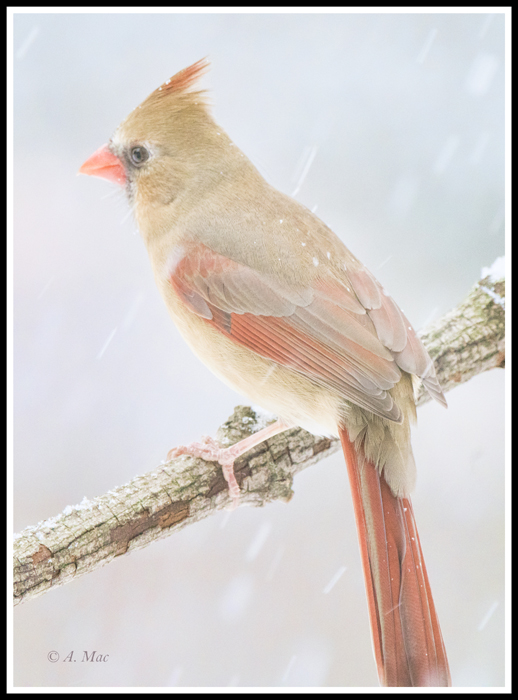 cardinalfemale_AGU6709_edited1sm.jpg