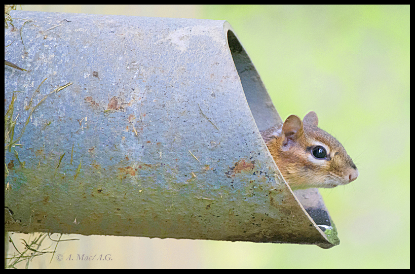 uigag_chipmunkpipe17_1_edited1.jpg