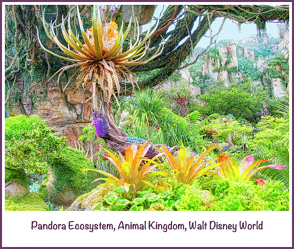 pandoraecosystemanimalkingdomwaltdisneyworldagurmankin.jpg