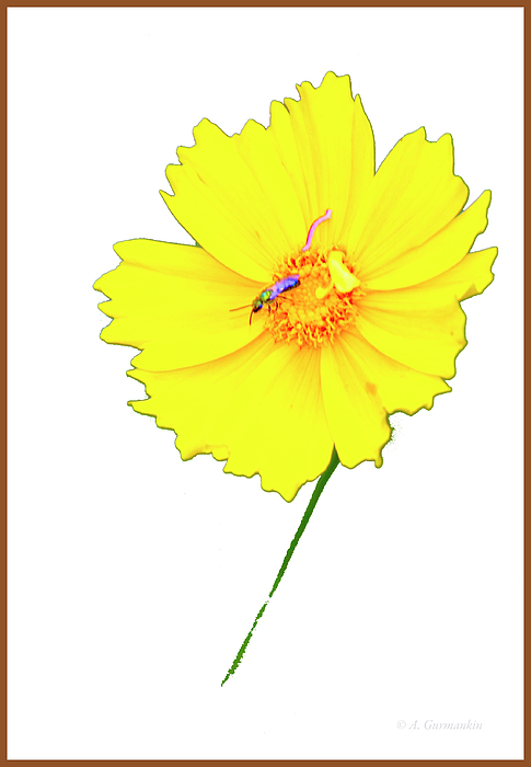 yellowdaisyflowerwithinsectpollinatoragurmankin.jpg