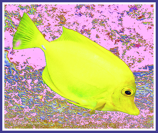 yellowctangsurgeonfishagurmankin.jpg