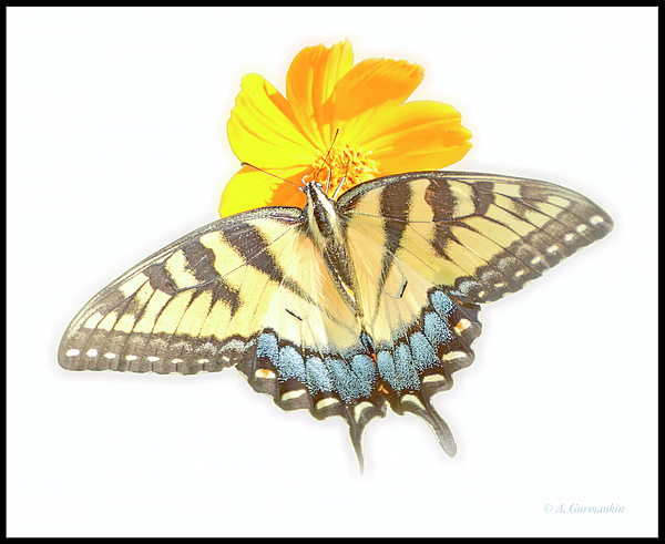 tigerswallowtailbutterflycosmosfloweragurmankin.jpg