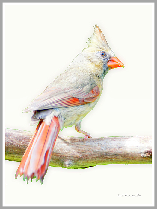 northerncardinaljuvenileanimalportraitagurmankin.jpg