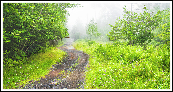 1foggyafternoonpoconomountainthickettrailagurmankin.jpg