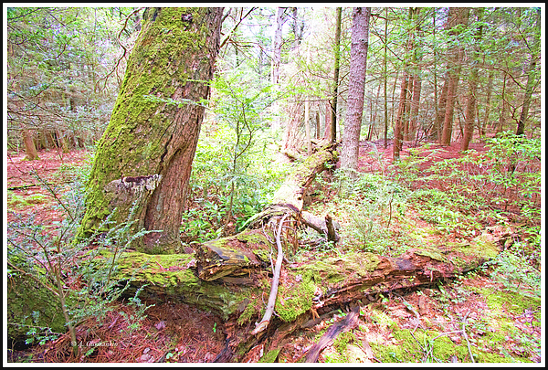 ancienttreesstandingandfallenagurmankin.jpg