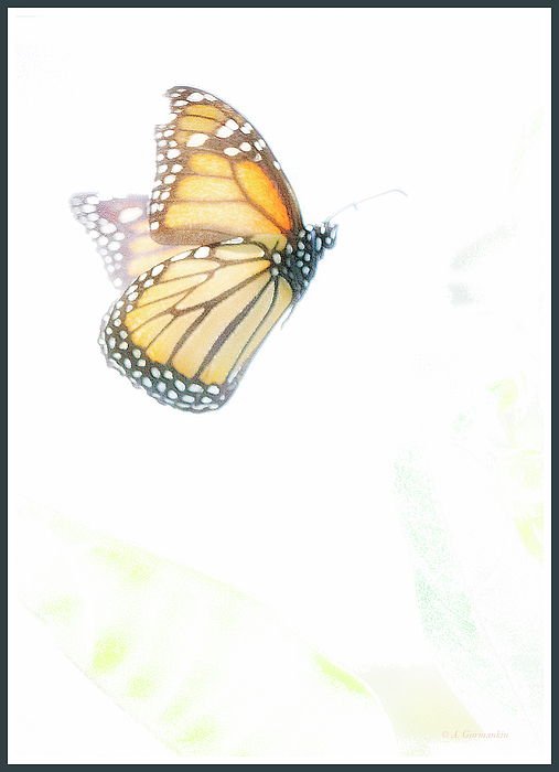 monarchbutterflyinflightagurmankin.jpg