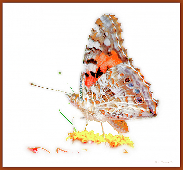 7paintedladybutterflyonzinniafloweragurmankin.jpg