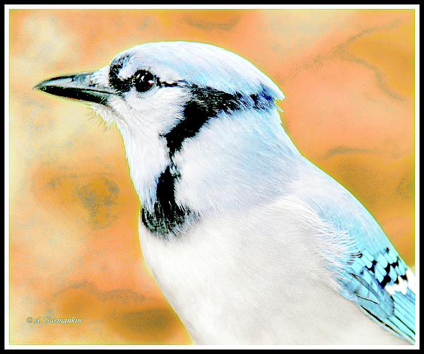 21bluejayanimalportraitagurmankin.jpg