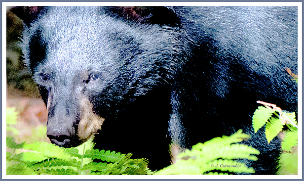 blackbearanimalportraitagurmankin.jpg