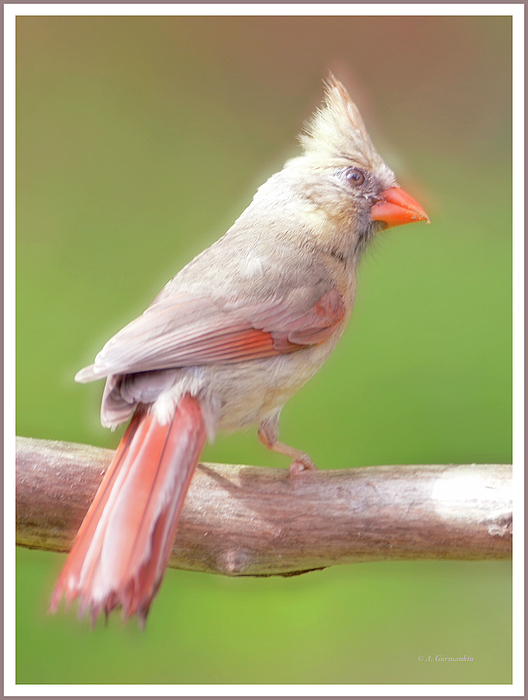 1northerncardinaljuvenileanimalportraitagurmankin.jpg