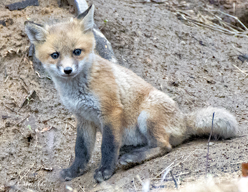 fox_AGU8016sm_edited1.jpg