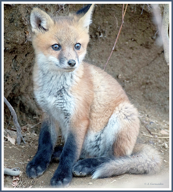 kitfoxanimalportraitagurmankin.jpg