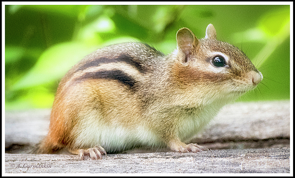 easternchipmunkagurmankin.jpg