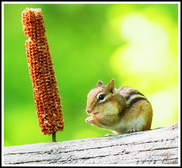 chipmunkandcorncobagurmankin.jpg