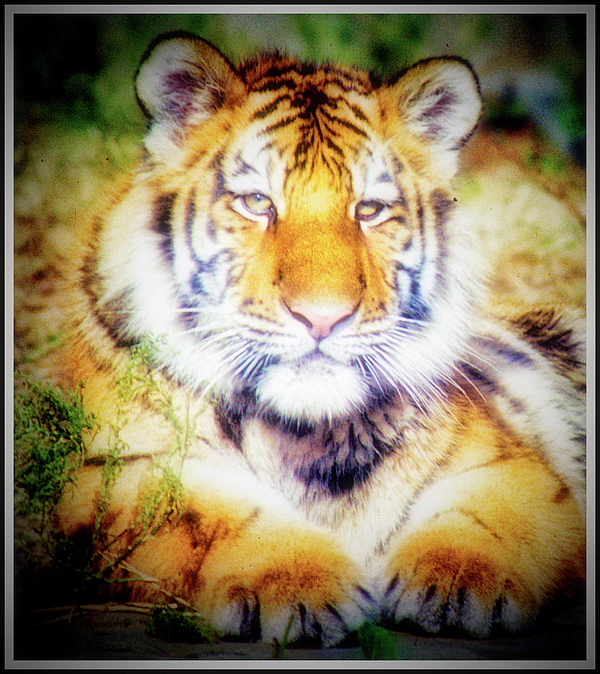 tigeranimalportraitagurmankin.jpg