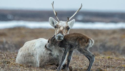 caribouandcalf1024x6831024x585.jpg