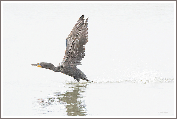 cormoranttakesflightagurmankin.jpg