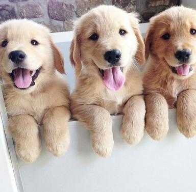 cute-puppies.jpg