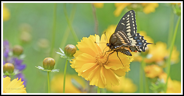 blackswallowtailbutterflyagurmankin.jpg