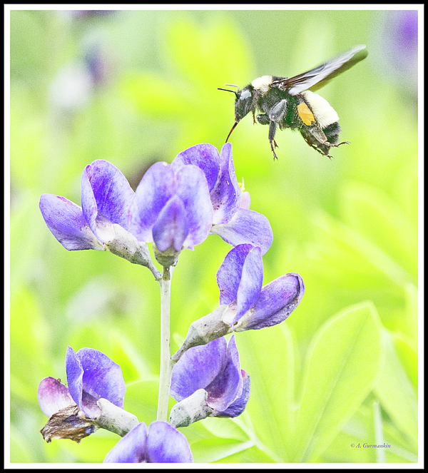 bumblebeeonlupinefloweragurmankin.jpg