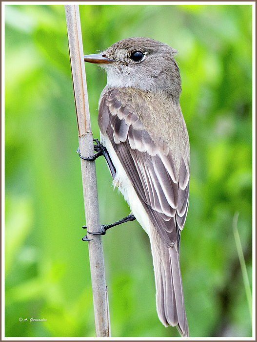 leastflycatcheranimalportraitagurmankin.jpg