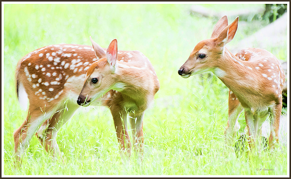 whitetaileddeerfawnsiblingsagurmankin.jpg