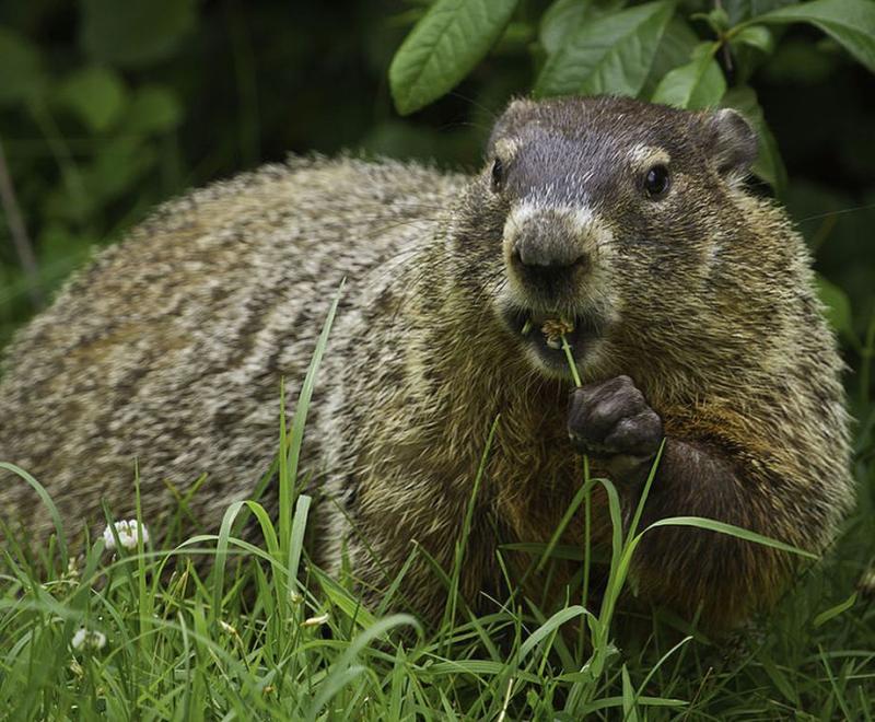 Groundhog__9600010052_1.jpg