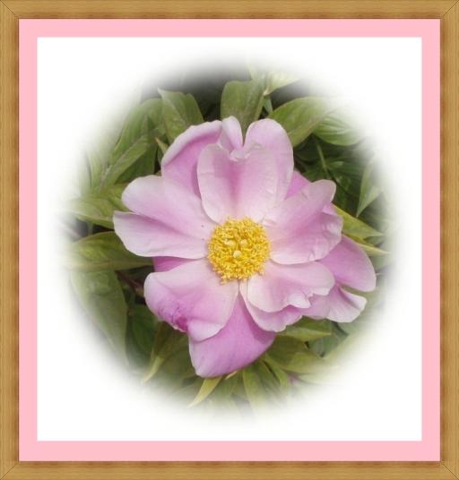 a pink frame flower.jpg