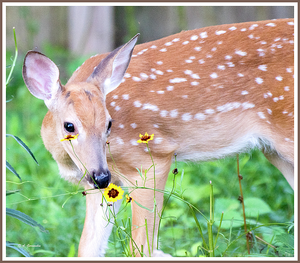 whitetaileddeerfawneatsgardenflowersagurmankin.jpg