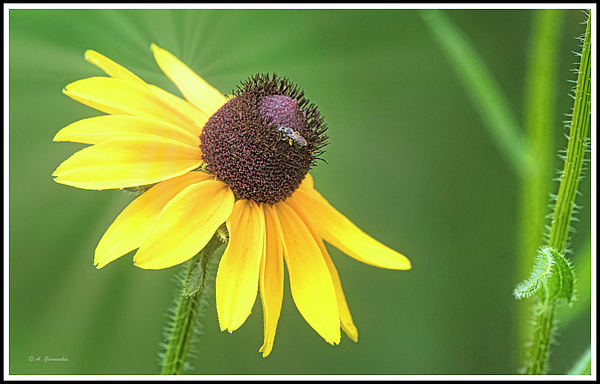 8blackeyedsusanfloweragurmankin.jpg