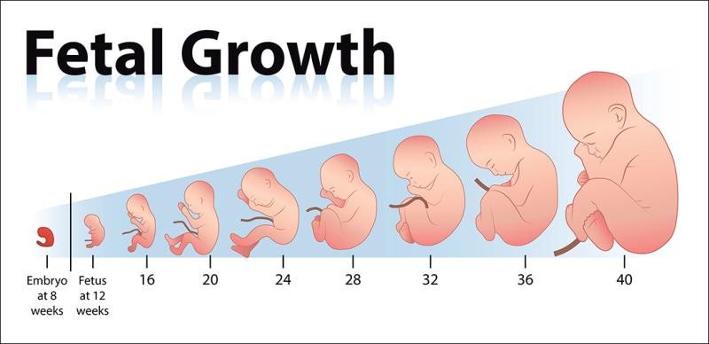 FetalGrowthChart1.jpg