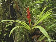 thomasmarenttropicalrainforestwithafloweringbromeliadsanciprianoreservecaucacolombia_aG900318814258389.jpg