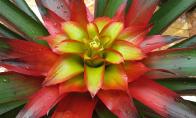 tropicalbromeliadsguzmaniawendy.jpg