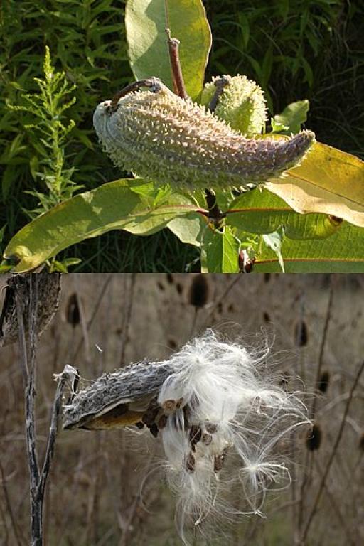 milkweed.jpg